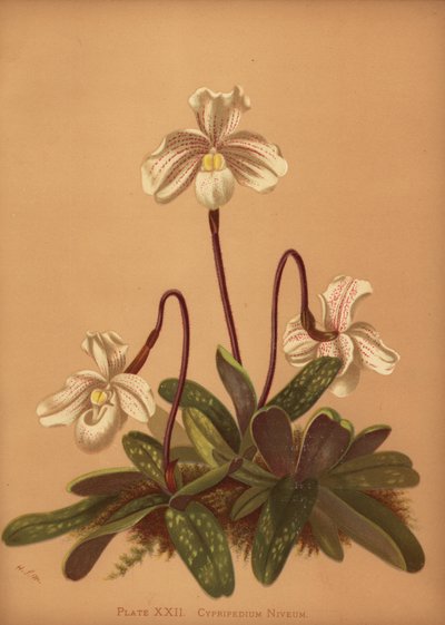 Paphiopedilum Niveum Orchid by Unknown